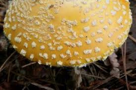 Attēlu rezultāti vaicājumam “Amanita”
