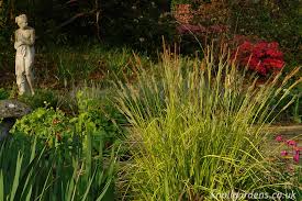 Attēlu rezultāti vaicājumam “Carex elata flower”