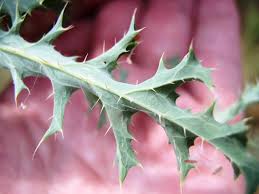 Attēlu rezultāti vaicājumam “Papaver argemone leaf”