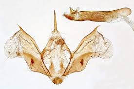 Attēlu rezultāti vaicājumam “Epirhoe tristata”