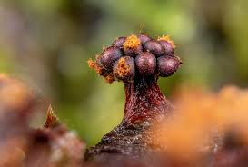 Attēlu rezultāti vaicājumam “Metatrichia vesparia spores”