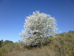Attēlu rezultāti vaicājumam “Prunus cerasifera”
