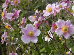 Attēlu rezultāti vaicājumam “Anemone nemorosa flower”