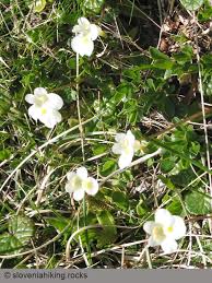 Attēlu rezultāti vaicājumam “Pinguicula alpina flower”
