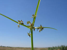 Attēlu rezultāti vaicājumam “Cyperus fuscus”