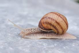 Attēlu rezultāti vaicājumam “Helicidae”