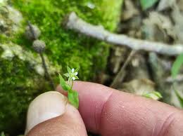 Attēlu rezultāti vaicājumam “Moehringia trinervia bud”