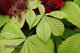 Attēlu rezultāti vaicājumam “Aesculus hippocastanum”