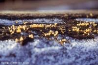 Attēlu rezultāti vaicājumam “Calocera glossoides”