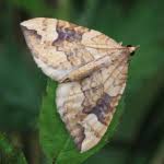 Attēlu rezultāti vaicājumam “Eulithis populata”