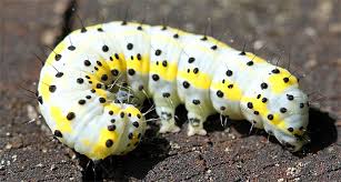 Attēlu rezultāti vaicājumam “Diloba caeruleocephala”