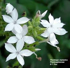 Attēlu rezultāti vaicājumam “Plumbaginaceae”