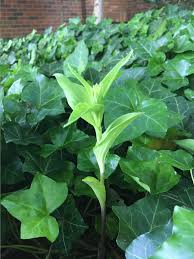 Attēlu rezultāti vaicājumam “Epipactis helleborine leaf”