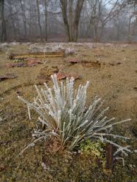 Attēlu rezultāti vaicājumam “Corynephorus canescens fruit”