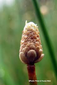 Attēlu rezultāti vaicājumam “Eleocharis palustris flower”