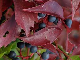 Attēlu rezultāti vaicājumam “Parthenocissus quinquefolia fruit”