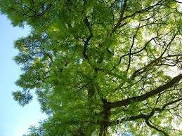 Attēlu rezultāti vaicājumam “Quercus robur fo. pectinata”