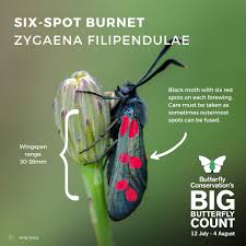Attēlu rezultāti vaicājumam “Zygaena filipendulae”