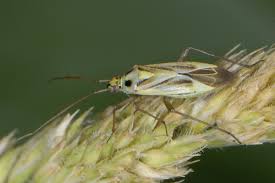 Attēlu rezultāti vaicājumam “Stenotus binotatus male”