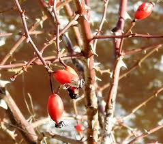 Attēlu rezultāti vaicājumam “Rosa subcanina”