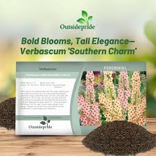 Attēlu rezultāti vaicājumam “Verbascum”