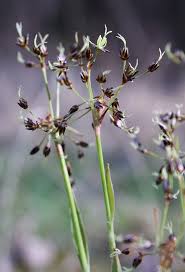 Attēlu rezultāti vaicājumam “Luzula pilosa bud”
