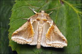 Attēlu rezultāti vaicājumam “Habrosyne pyritoides”