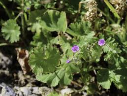 Attēlu rezultāti vaicājumam “Geranium molle”