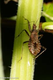 Attēlu rezultāti vaicājumam “Himacerus apterus”