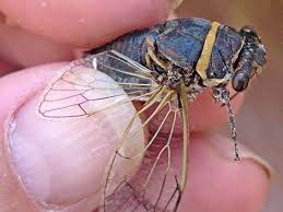 Attēlu rezultāti vaicājumam “Auchenorrhyncha”