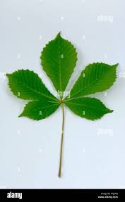 Attēlu rezultāti vaicājumam “Aesculus hippocastanum leaf”