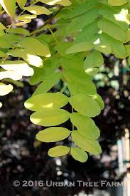 Attēlu rezultāti vaicājumam “Robinia pseudoacacia”