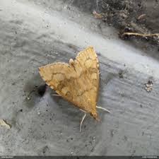 Attēlu rezultāti vaicājumam “Udea fulvalis”