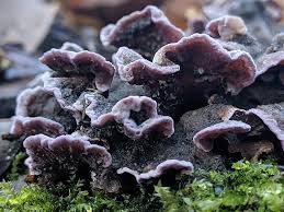 Attēlu rezultāti vaicājumam “Chondrostereum purpureum”