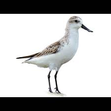 Attēlu rezultāti vaicājumam “Calidris”
