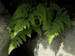 Attēlu rezultāti vaicājumam “Gymnocarpium robertianum”