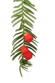 Attēlu rezultāti vaicājumam “Taxus baccata fruit”