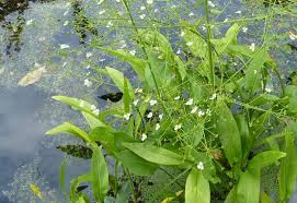 Attēlu rezultāti vaicājumam “Alisma plantago-aquatica”