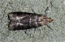 Attēlu rezultāti vaicājumam “Ortholepis betulae”