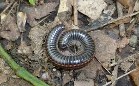 Attēlu rezultāti vaicājumam “Myriapoda”
