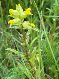 Attēlu rezultāti vaicājumam “Rhinanthus serotinus fruit”