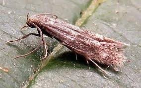 Attēlu rezultāti vaicājumam “Elachista maculicerusella”