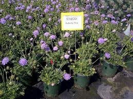 Image result for Scabiosa col.`Butterfly Blue`