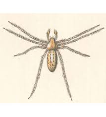 Attēlu rezultāti vaicājumam “Micrommata virescens”