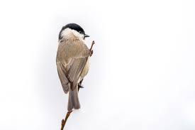 Attēlu rezultāti vaicājumam “Poecile palustris adult”