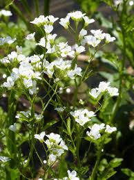 Attēlu rezultāti vaicājumam “Cardamine amara leaf”