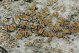 Attēlu rezultāti vaicājumam “Lecanora chlarotera”