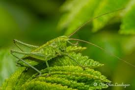 Attēlu rezultāti vaicājumam “Tettigonia viridissima”