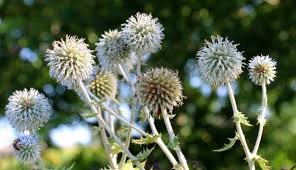 Attēlu rezultāti vaicājumam “Echinops sphaerocephalus flower”