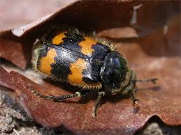 Attēlu rezultāti vaicājumam “Nicrophorus vespillo”